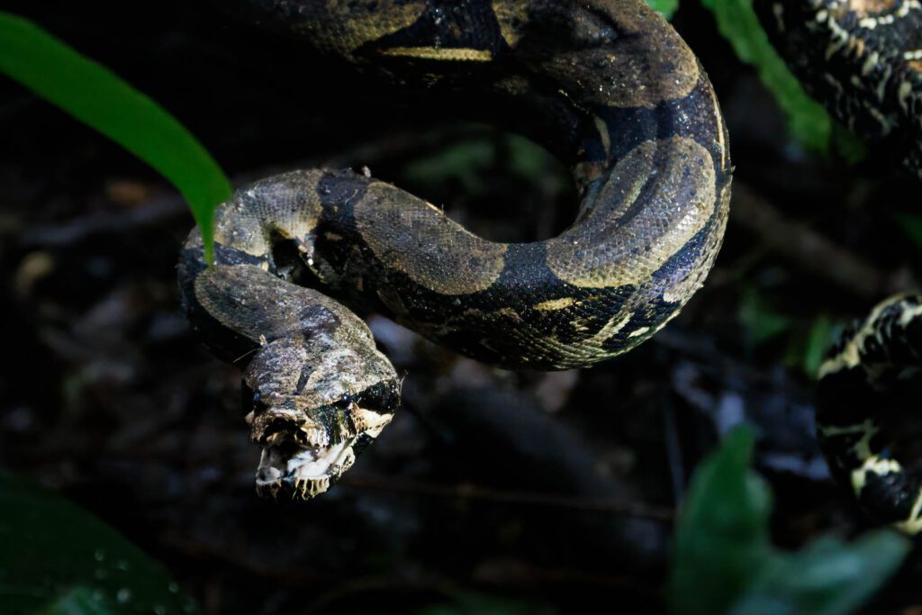 Boa constrictor Schlange im Amazonas in Peru
