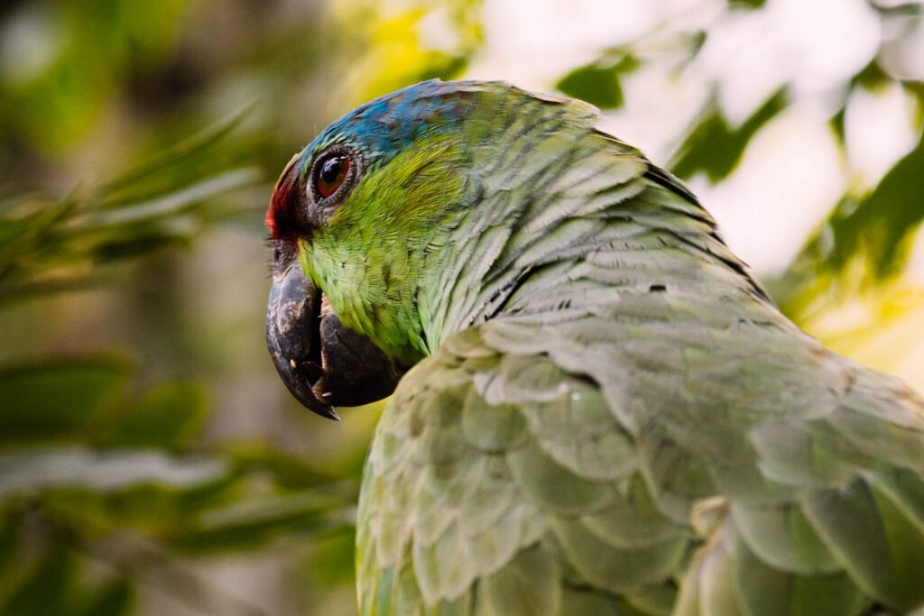 Papageien im Amazonas
