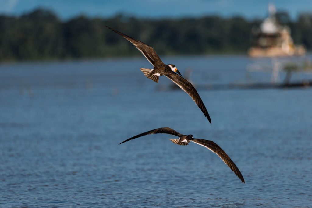 Vögel im Amazonasregenwald