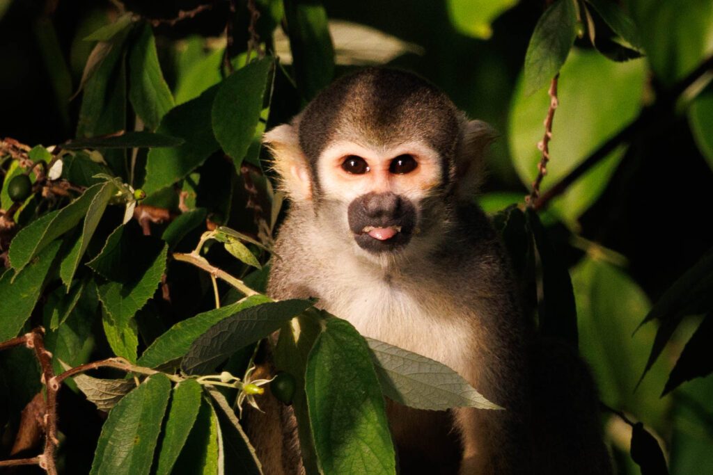 Amazonas Peru Wildtiere
