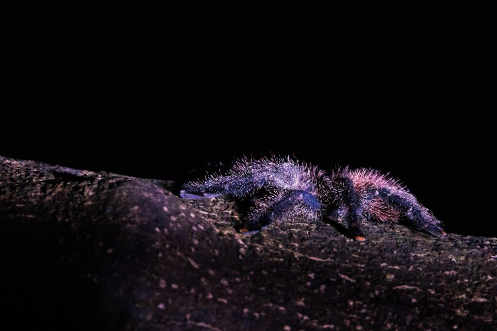 Amazonas giftige Tiere