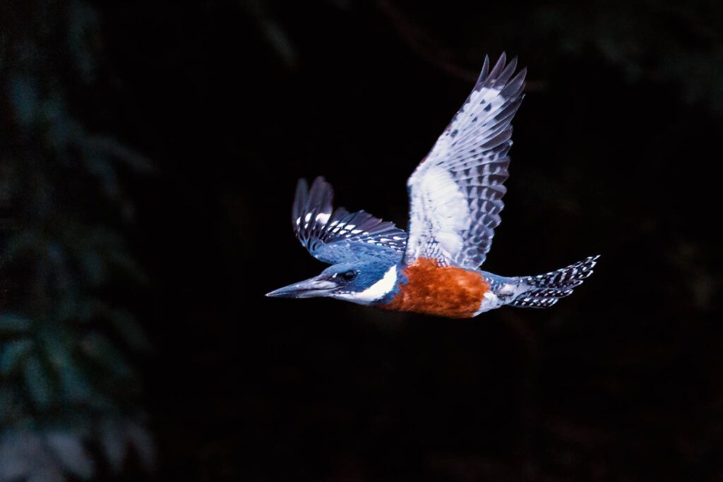 Fliegende Eisvögel am Amazonas