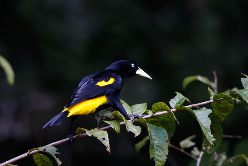 Tropische Oropendola Vögel in Peru
