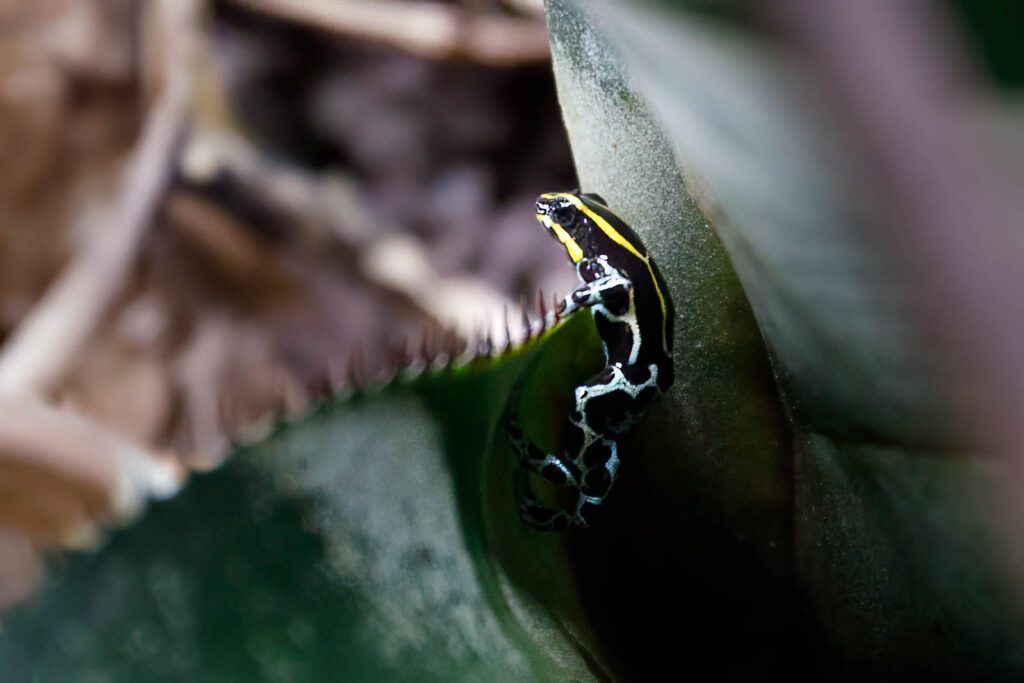 Amphibien im Amazonas-Regenwald