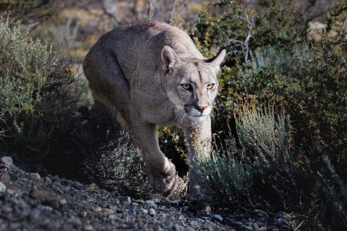 Pumas fotografieren in Patagonien