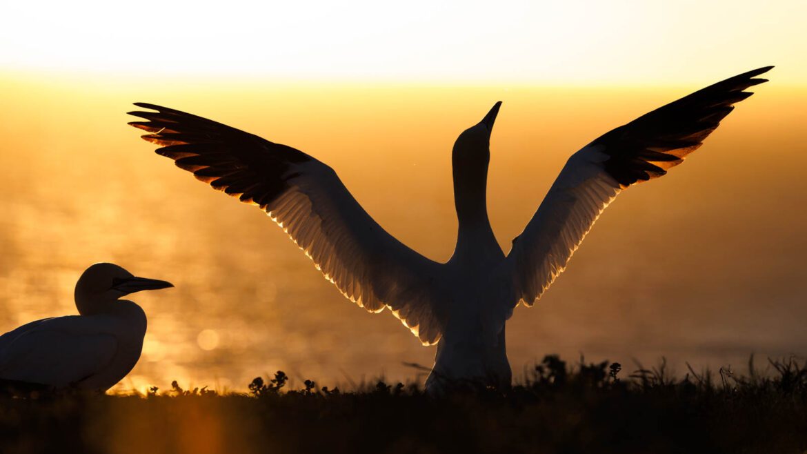 Basstölpel fotografieren auf Helgoland