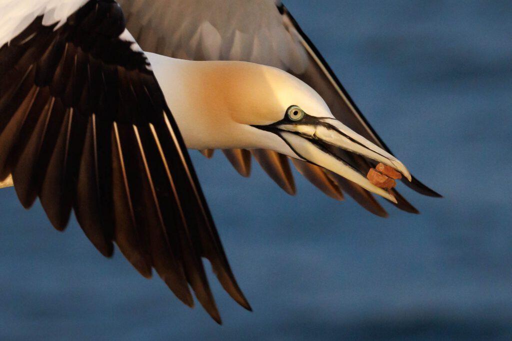 Basstölpel fotografieren auf Helgoland