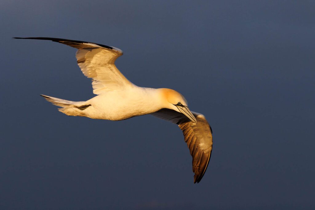 Basstölpel im Sonnenaufgang auf Helgoland