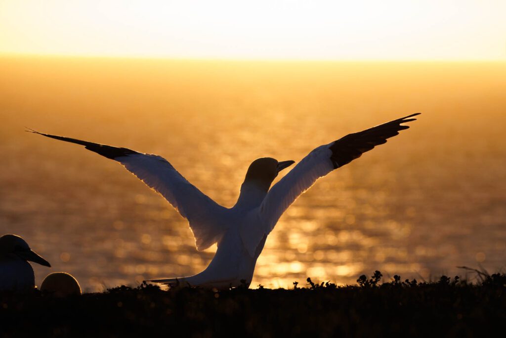 Helgoland Sonnenuntergang Vogelfotografie