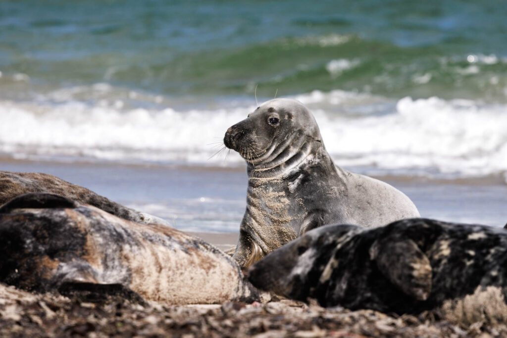 Kegelrobben auf Helgoland
