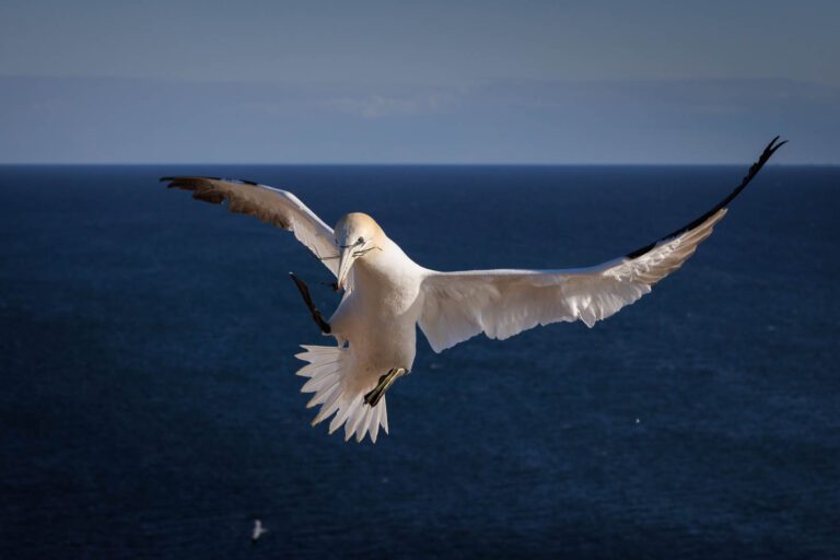 Lummenfelsen Helgoland