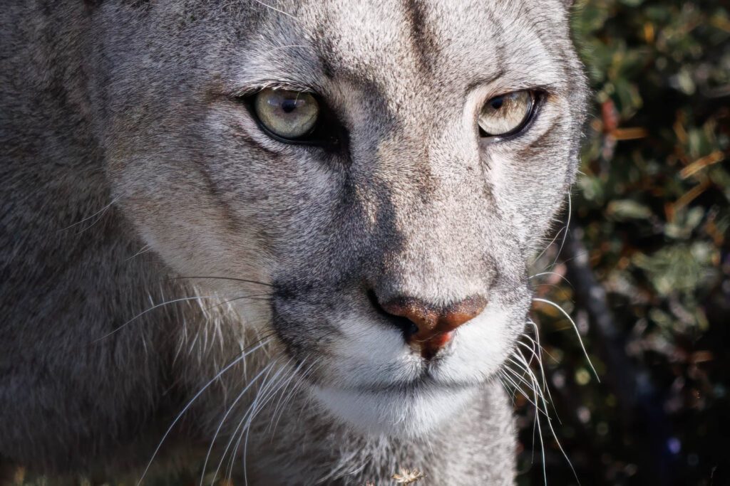 Tierfotografie als Teil der Reisefotografie