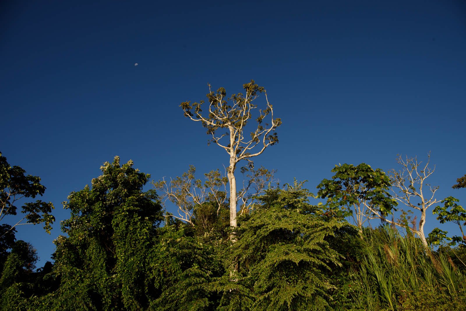 Amazonas Kreuzfahrt vs Lodge
