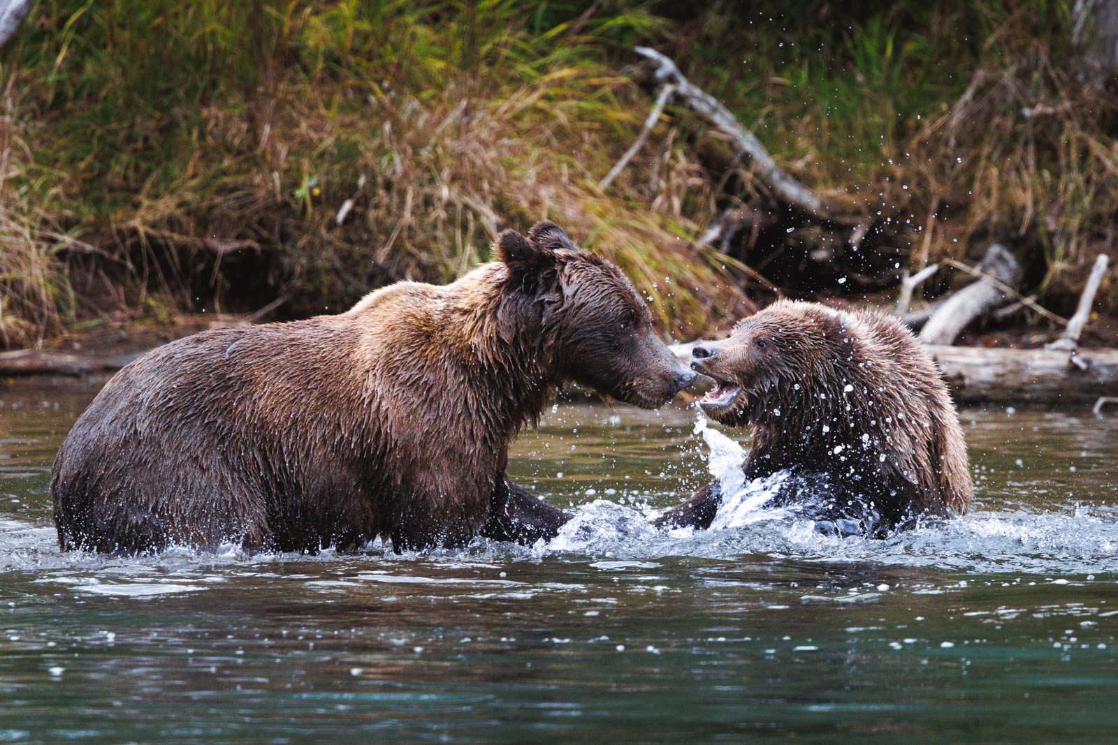 Kämpfende Grizzlys Alaska