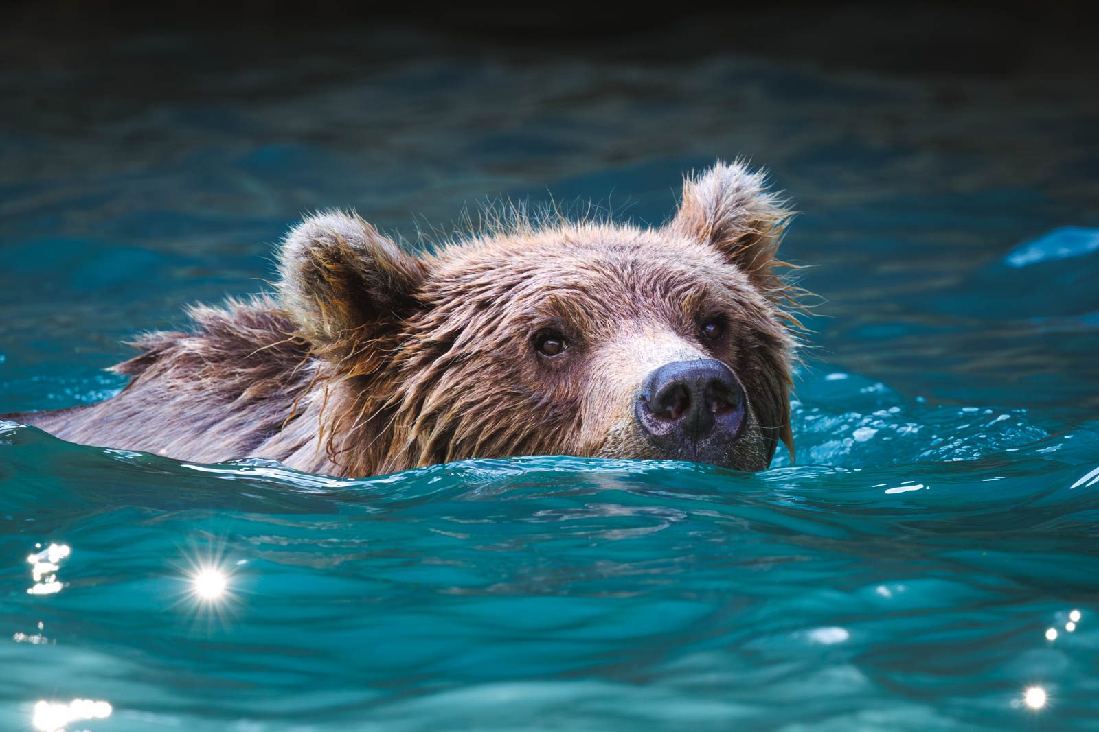 Schwimmender Braunbär