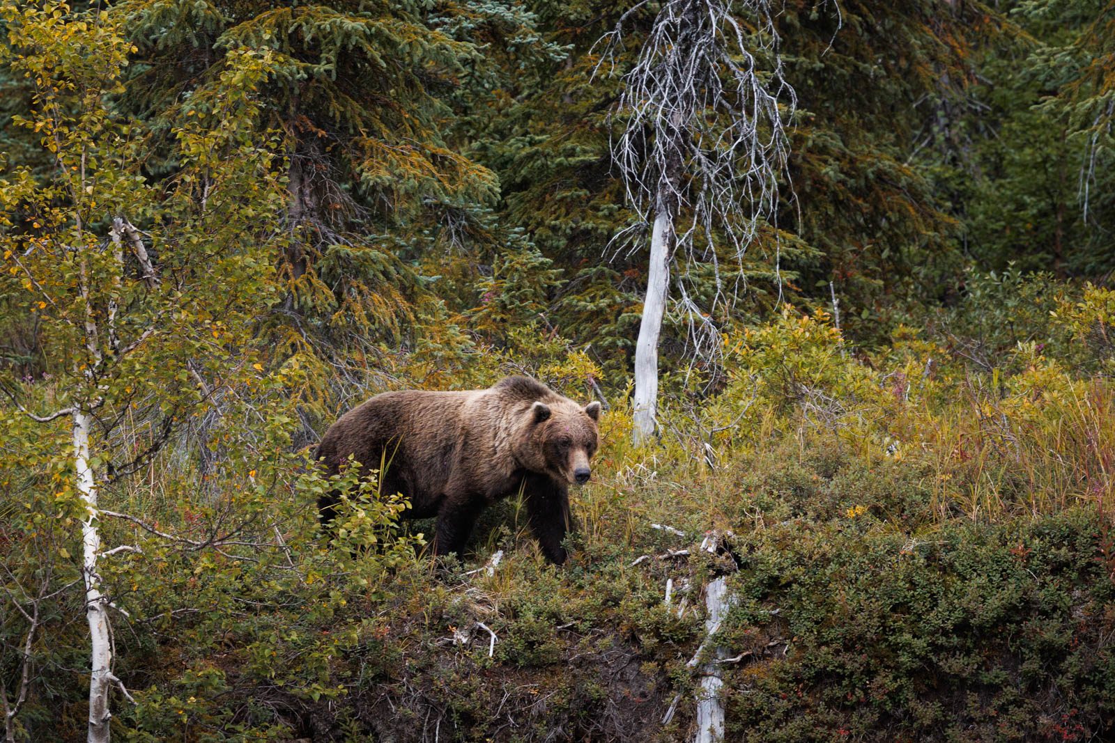 Grizzlybär in Alaska