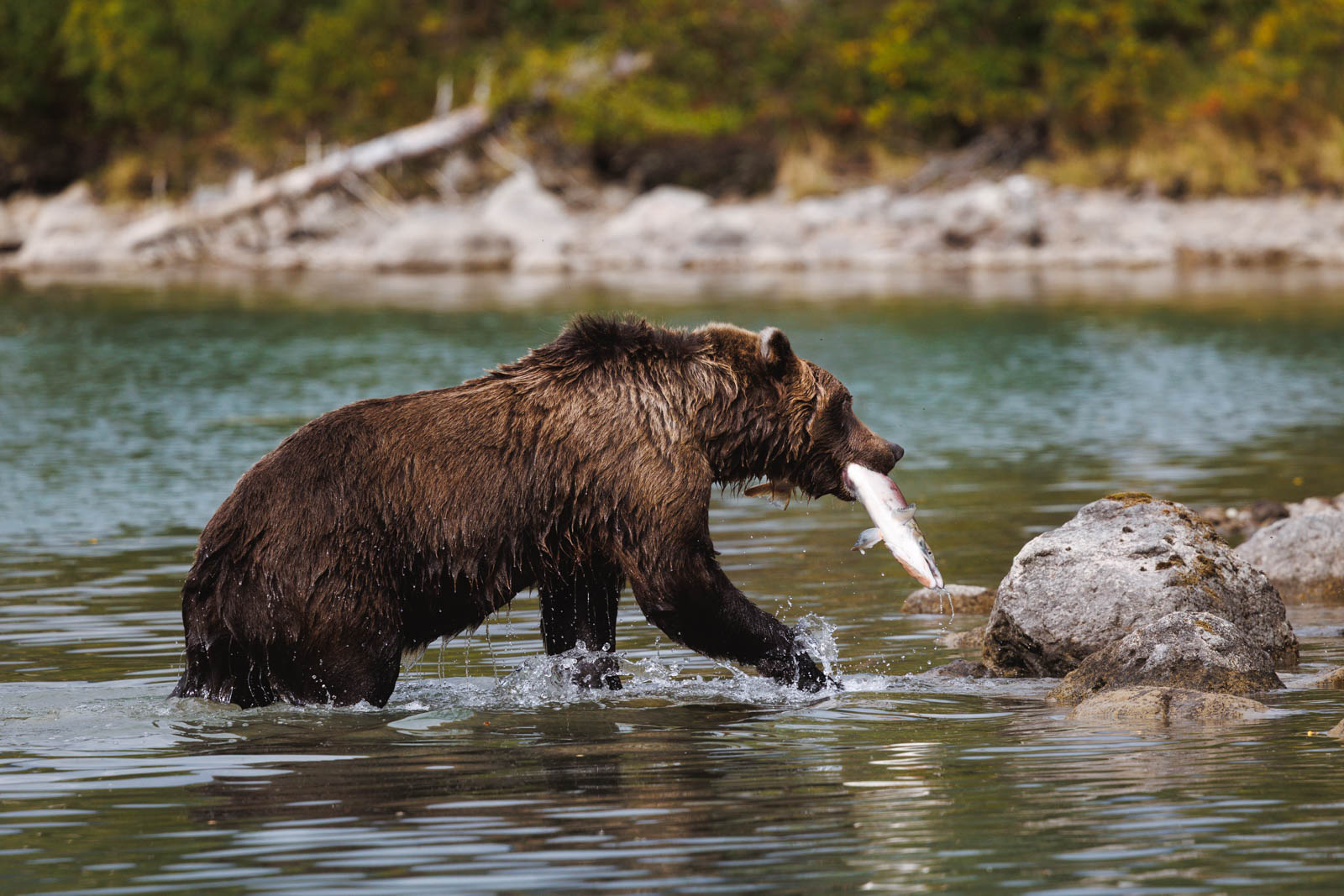 Bär mit Lachs, fotografiert in Alaska