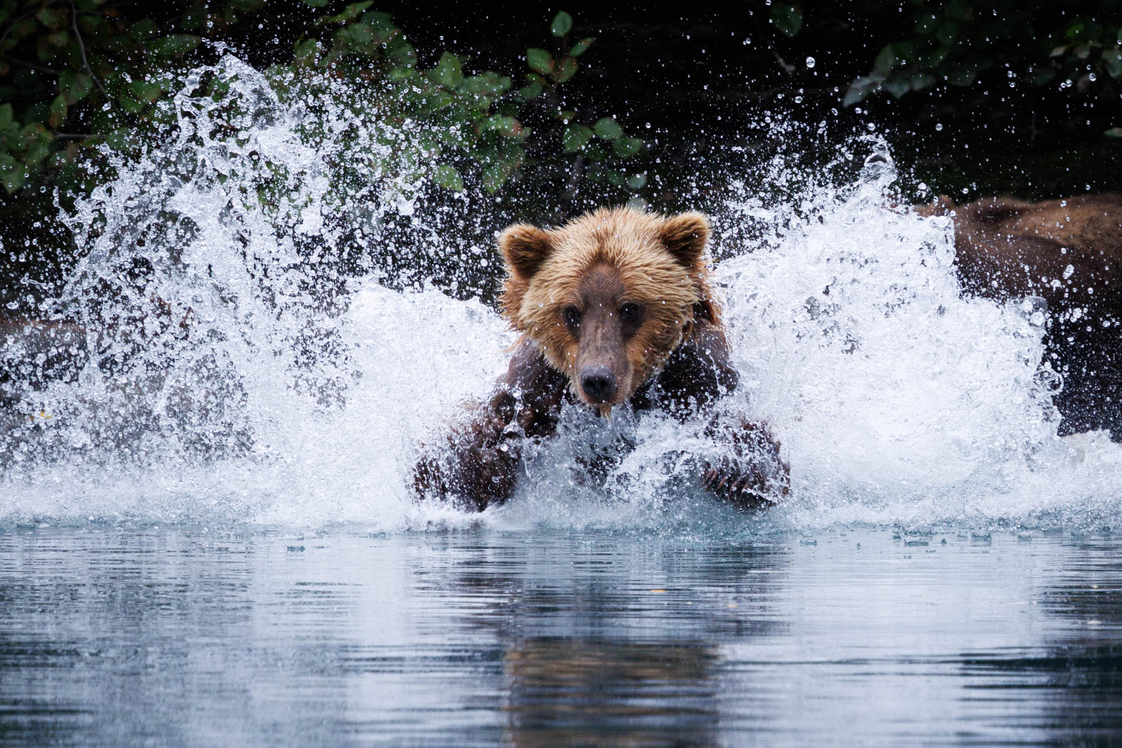 Bären in Alaska fotografieren