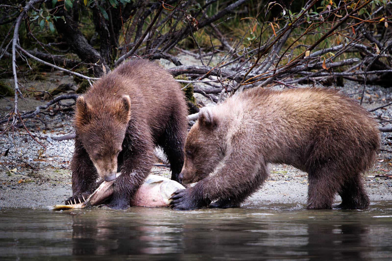 Grizzlybären fressen einen Lachs in Alaska