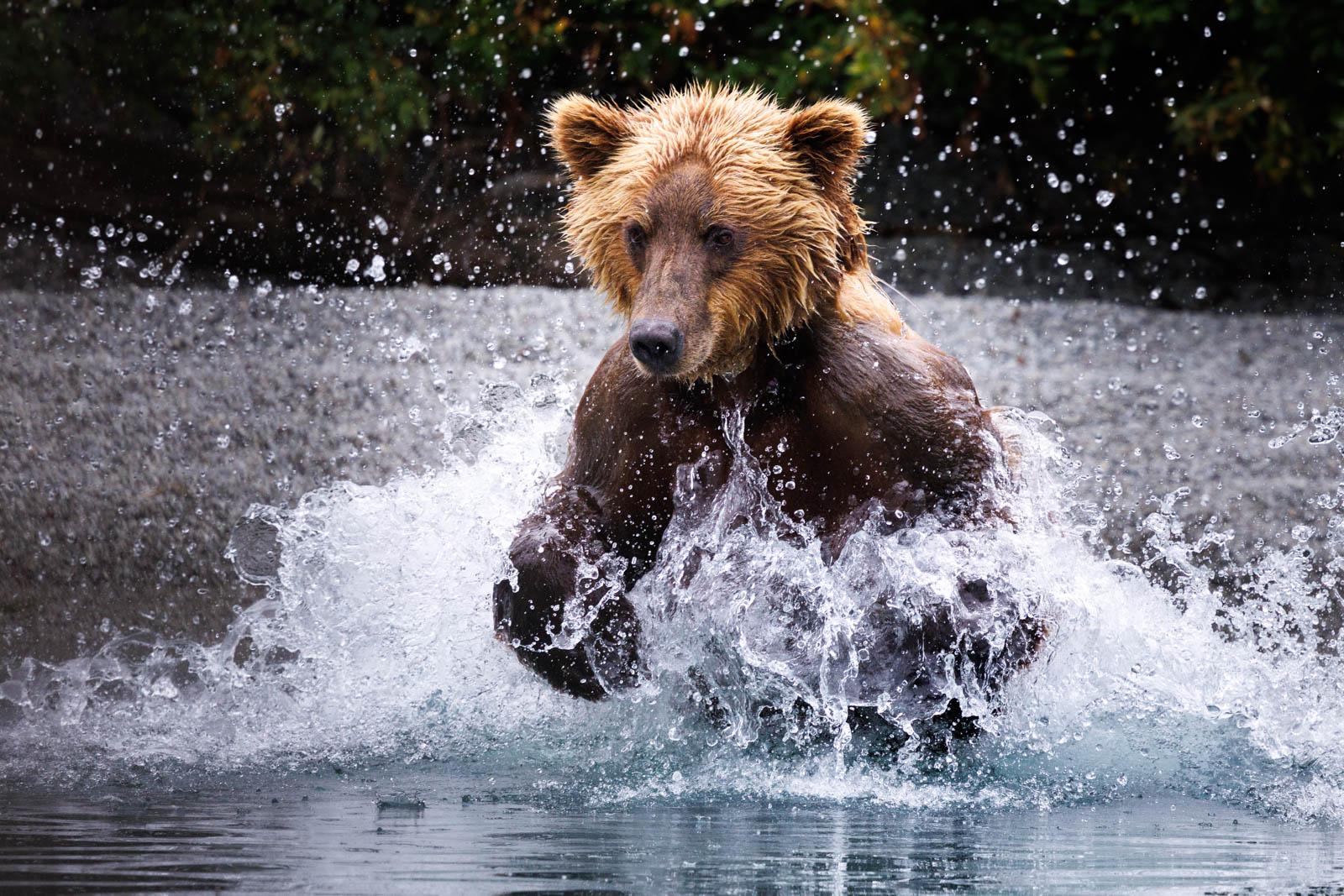 Grizzlybär läuft ins Wasser