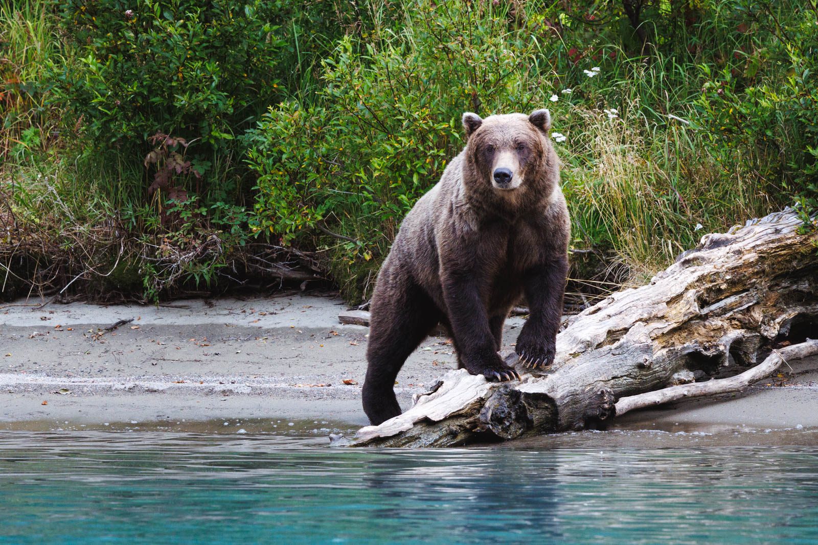 Braunbär fotografieren in Alaska