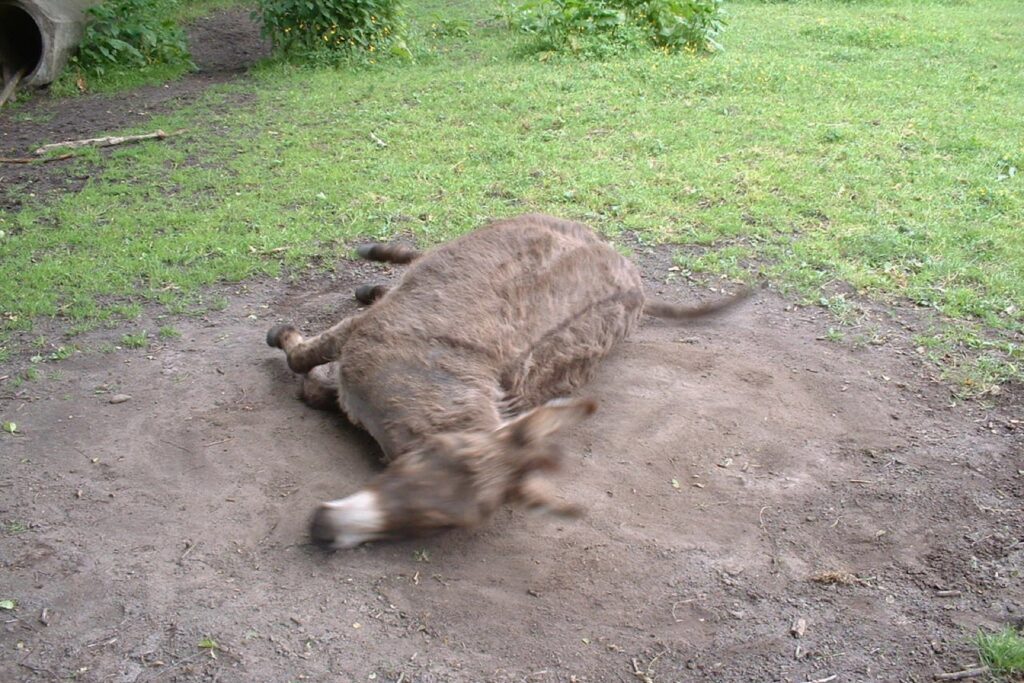 Bewegungsunschärfe durch zu lange Belichtungszeit