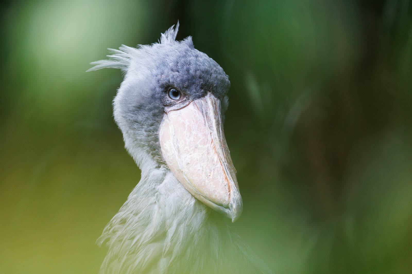 Schärfe des Canon RF 100-500mm Test