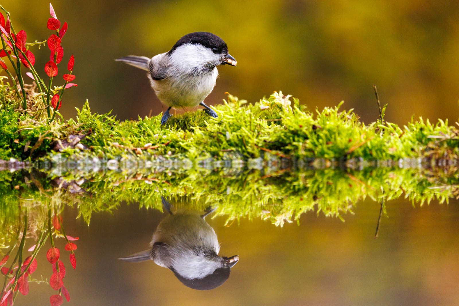 Test Hintergrundunschärfe Telezoom