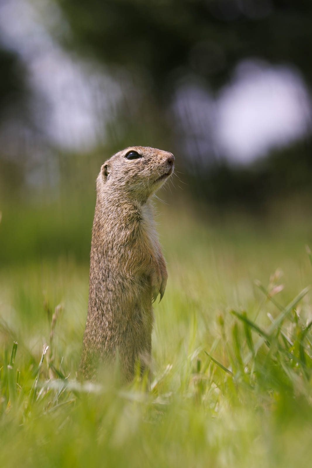 Bokeh des Canon RF 100-500mm im Test