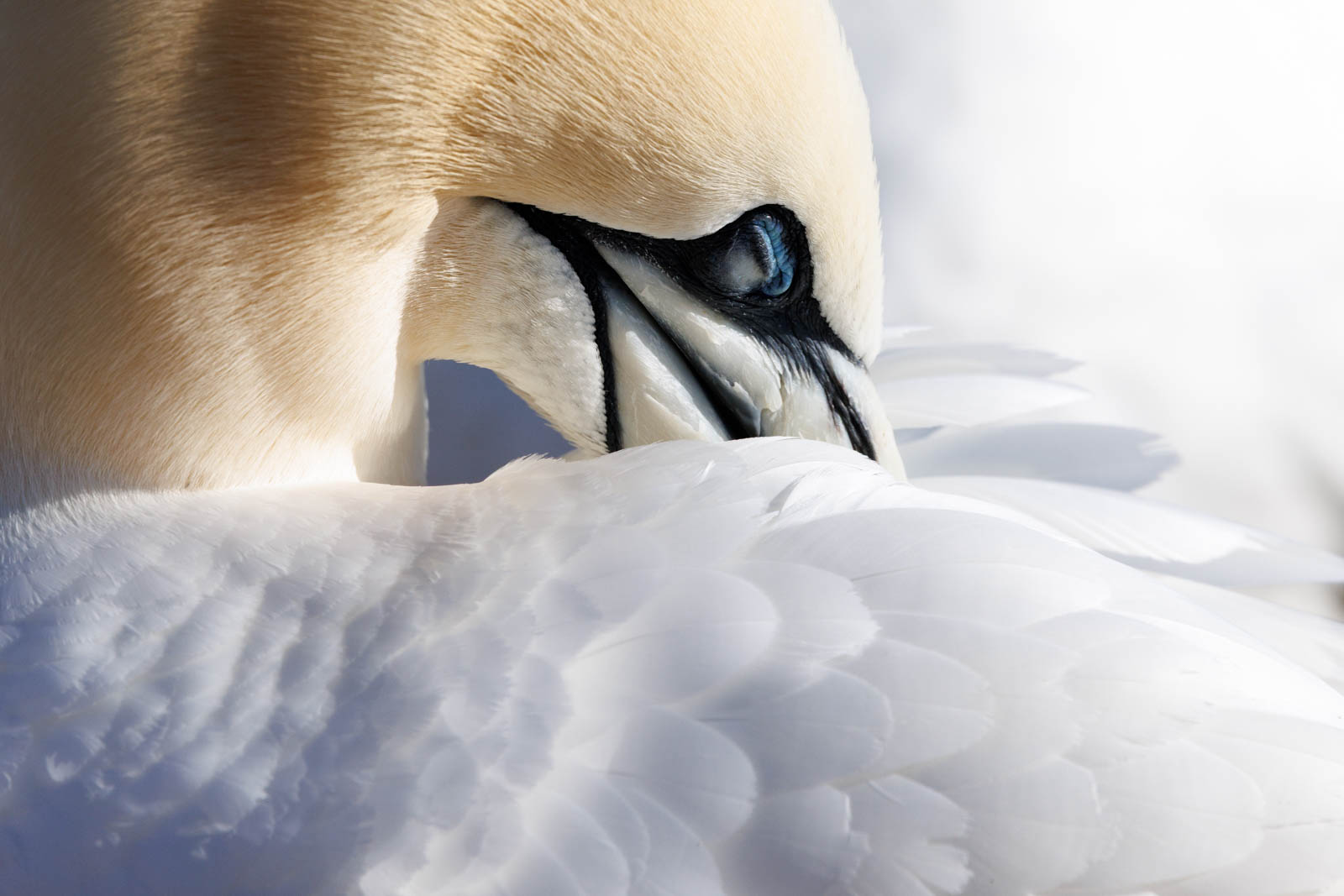 Schärfe des Canon RF 100-500mm Test