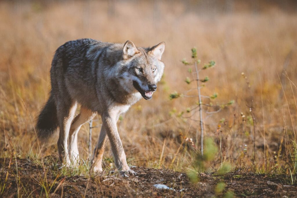 Wölfe fotografieren in Finnland