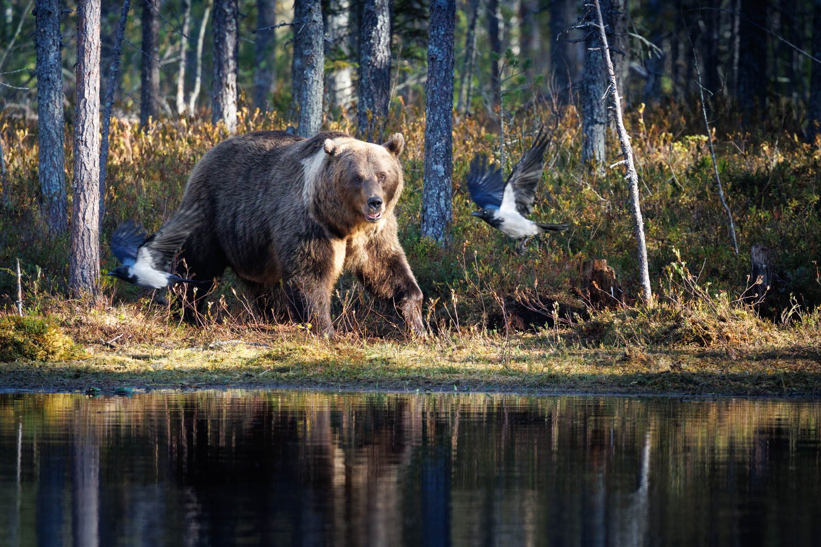 Bären fotografieren in Finnland