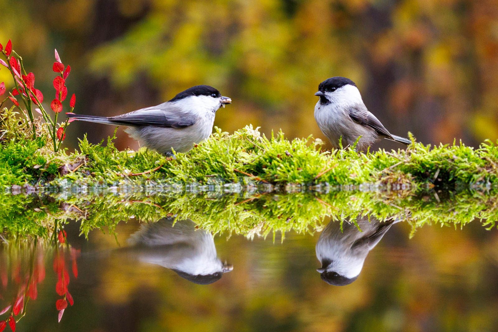 Singvögel in Finnland im Herbst