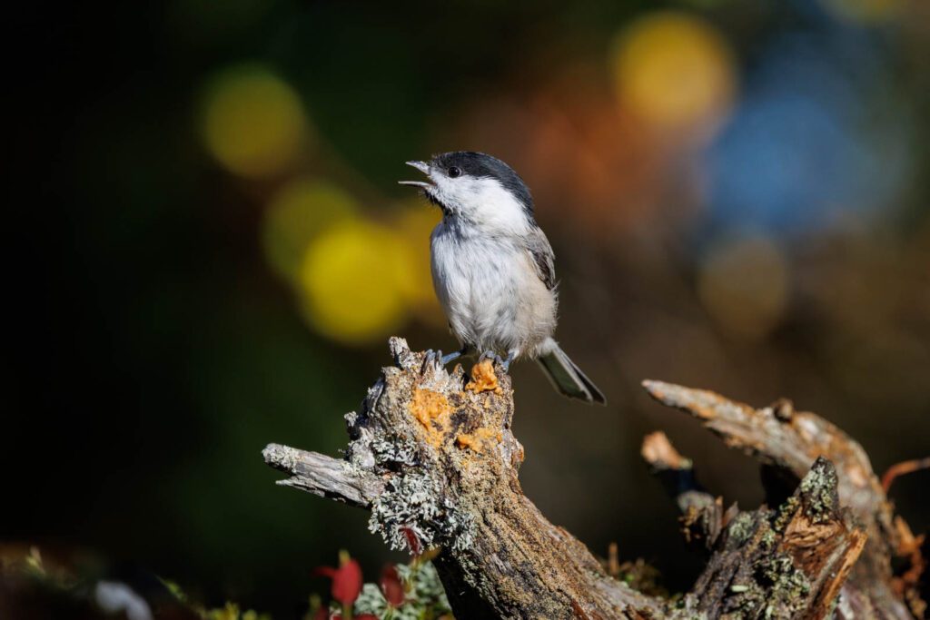 Weidenmeise im Herbst