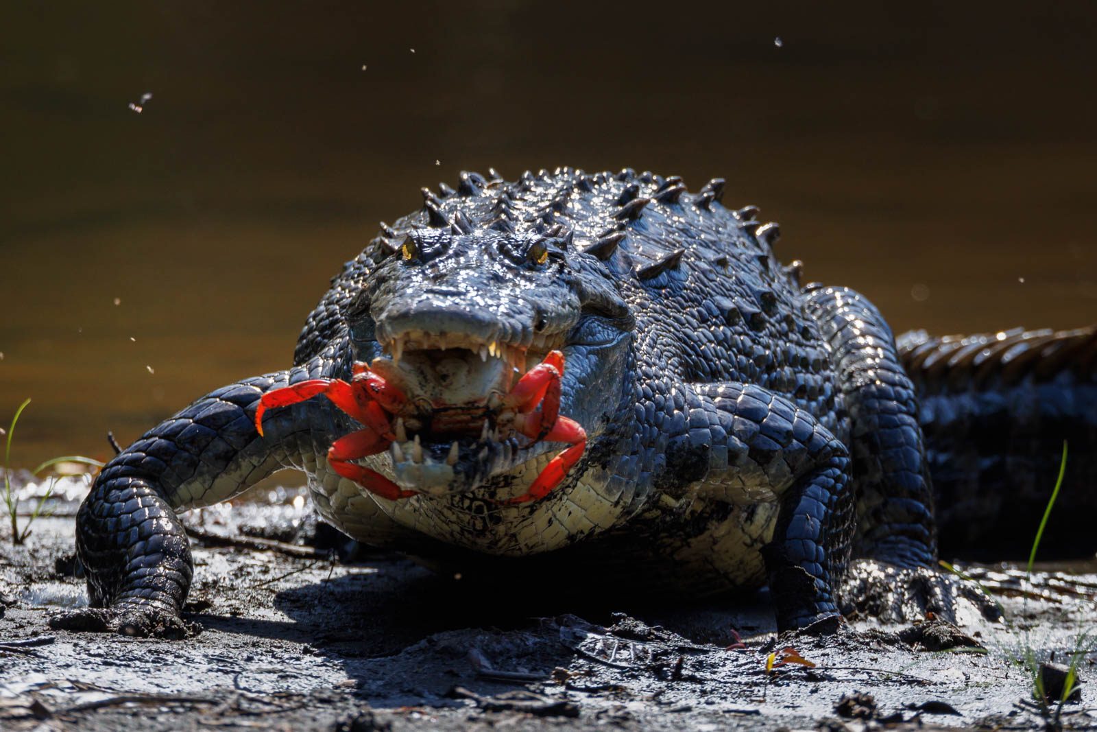 Krokodil mit Krabbe in Panama
