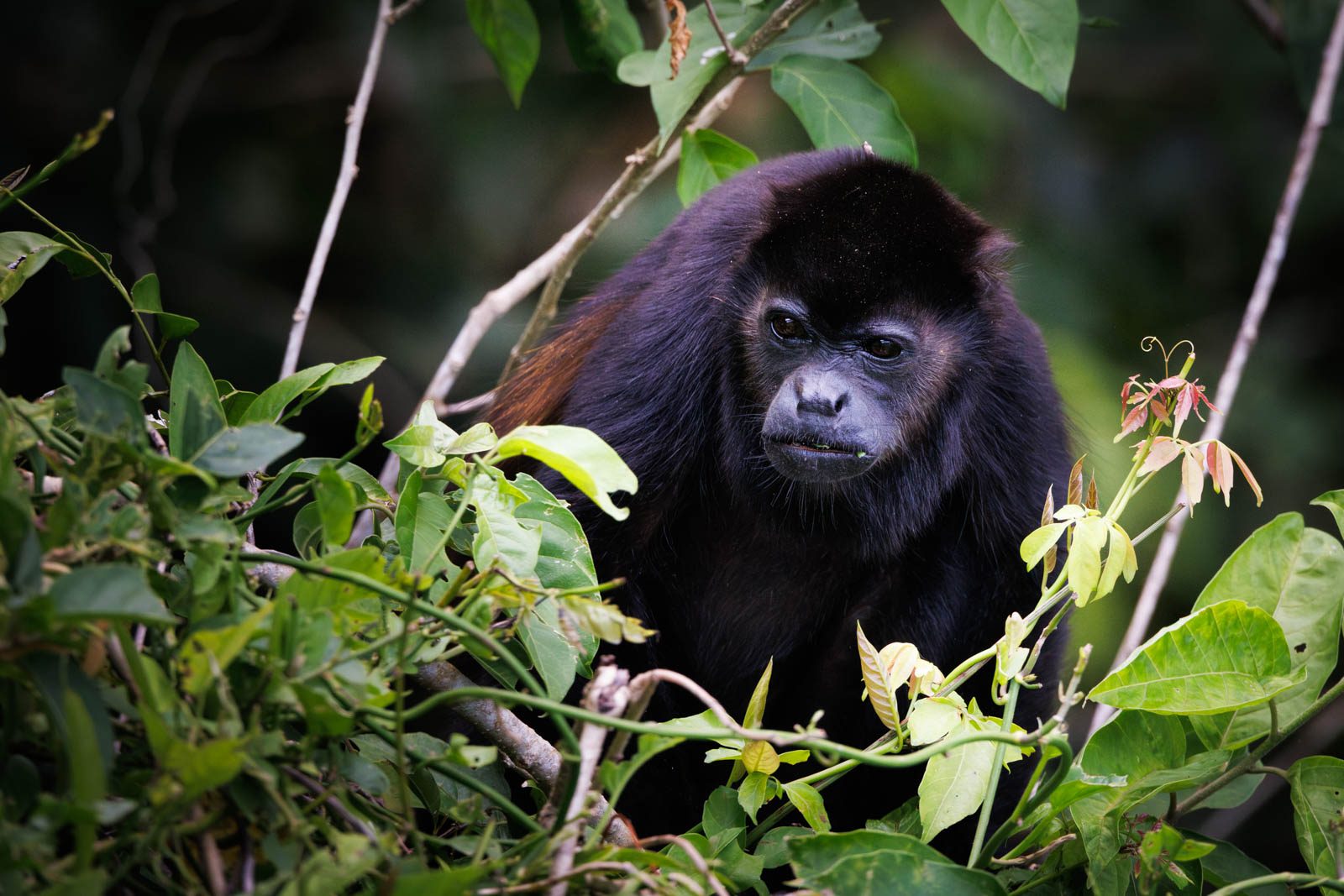 Keine Angst vor hohen ISO-Werten