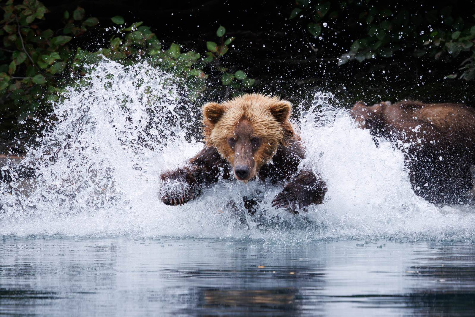 Grizzlybär beim Lachsfischen