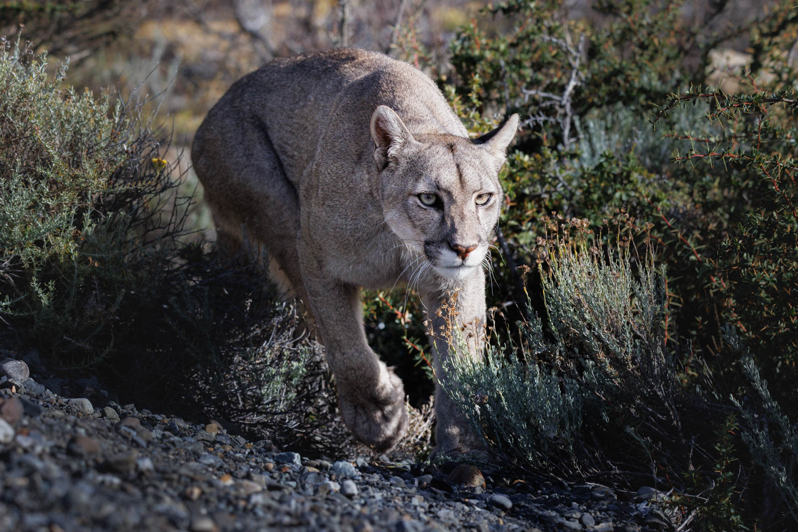 Puma in Patagonien