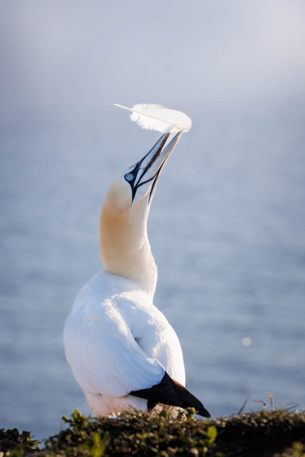 Basstölpel mit Feder auf Helgoland