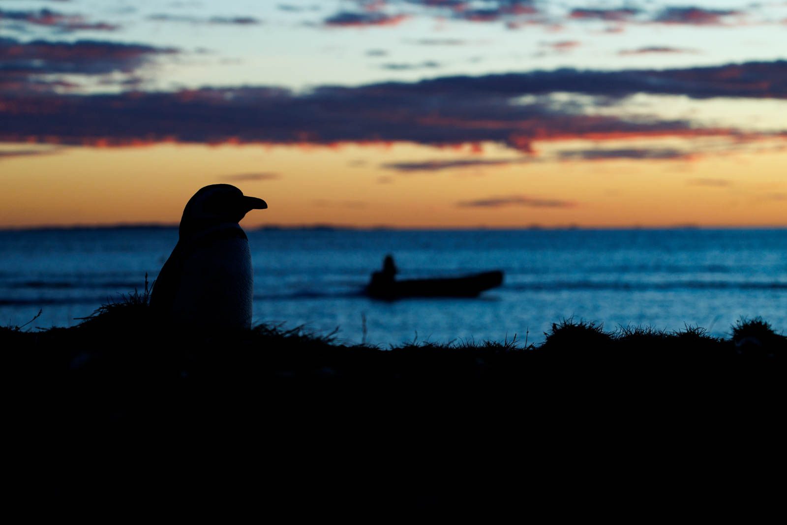 Pinguine Magellanstraße