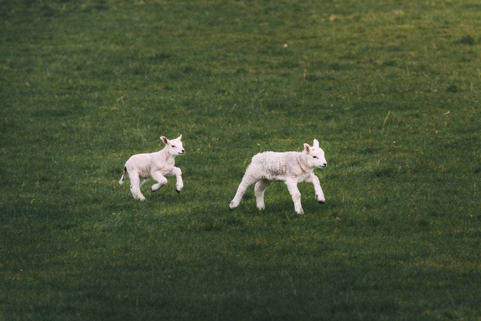 Lämmer in Schottland